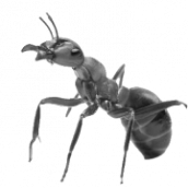 ant